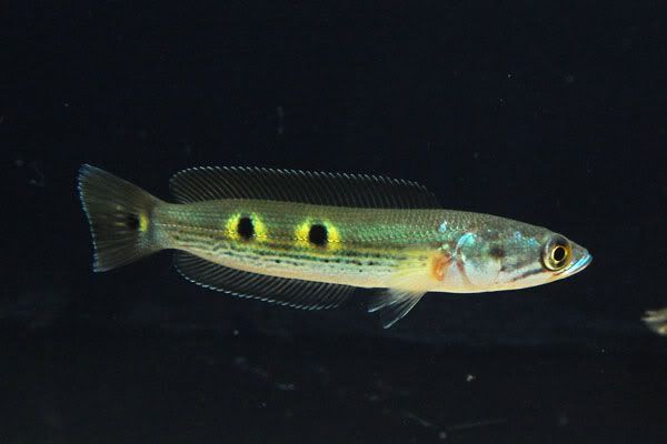 Cphleurophthalma01.jpg