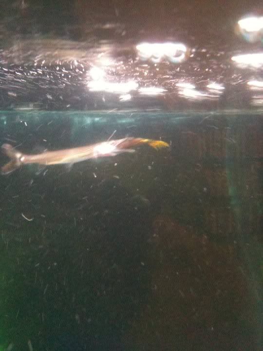 gar.jpg