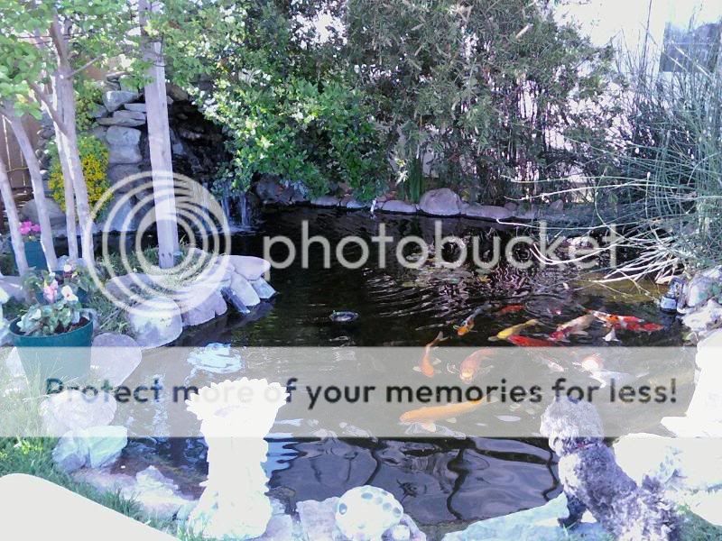 pond.jpg