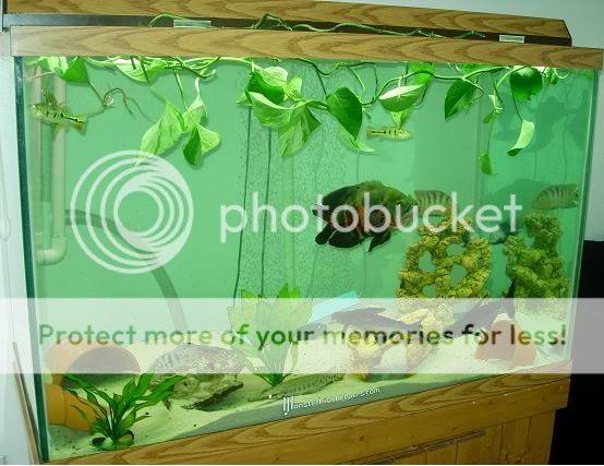 Plants2.jpg