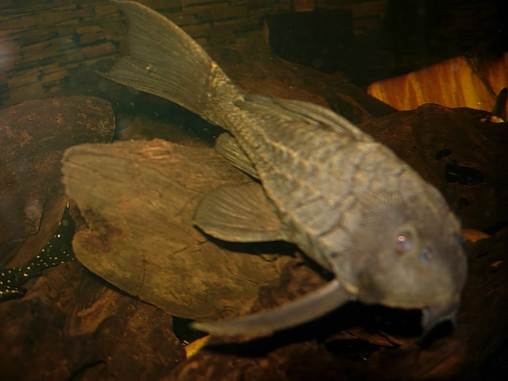 plecos396.jpg