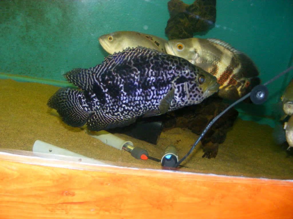 DSCF3331.jpg