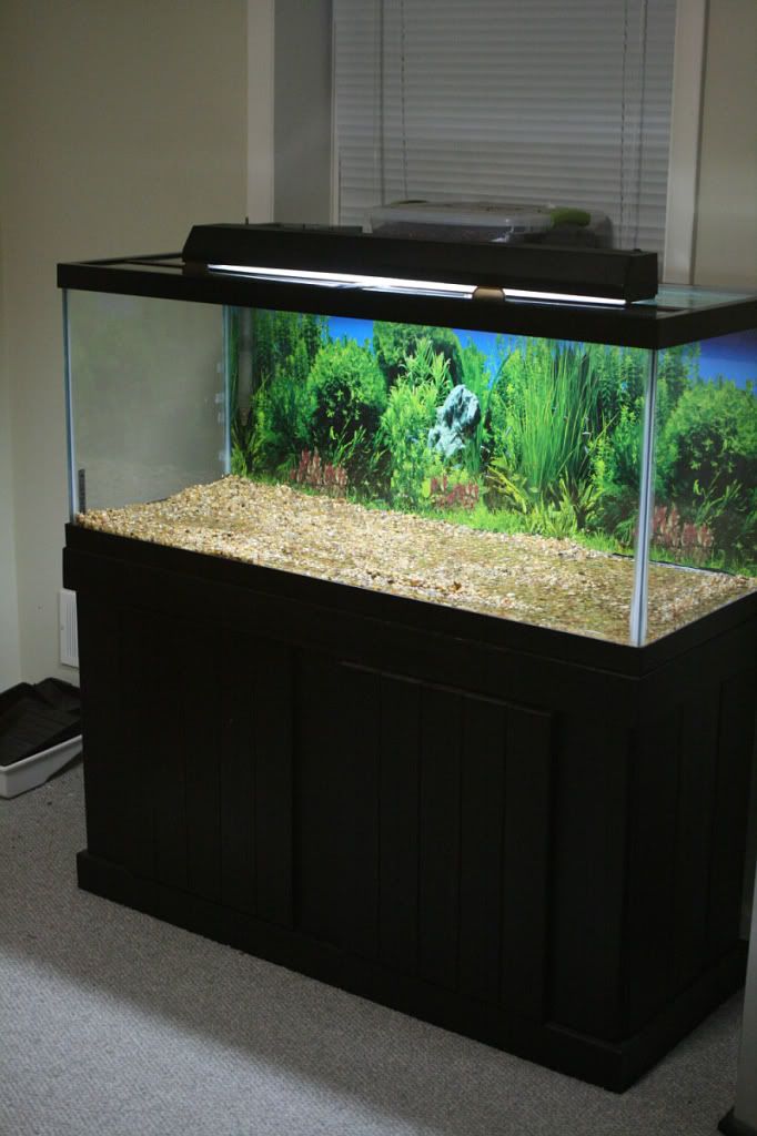 75 gallon AGA aquarium/stand/glass tops(MD,DC,VA,PA ... - Proxy.php?image=http:%2F%2Fi190.photobucket.com%2Falbums%2Fz4%2FJPlikewoah%2F IMG 3914