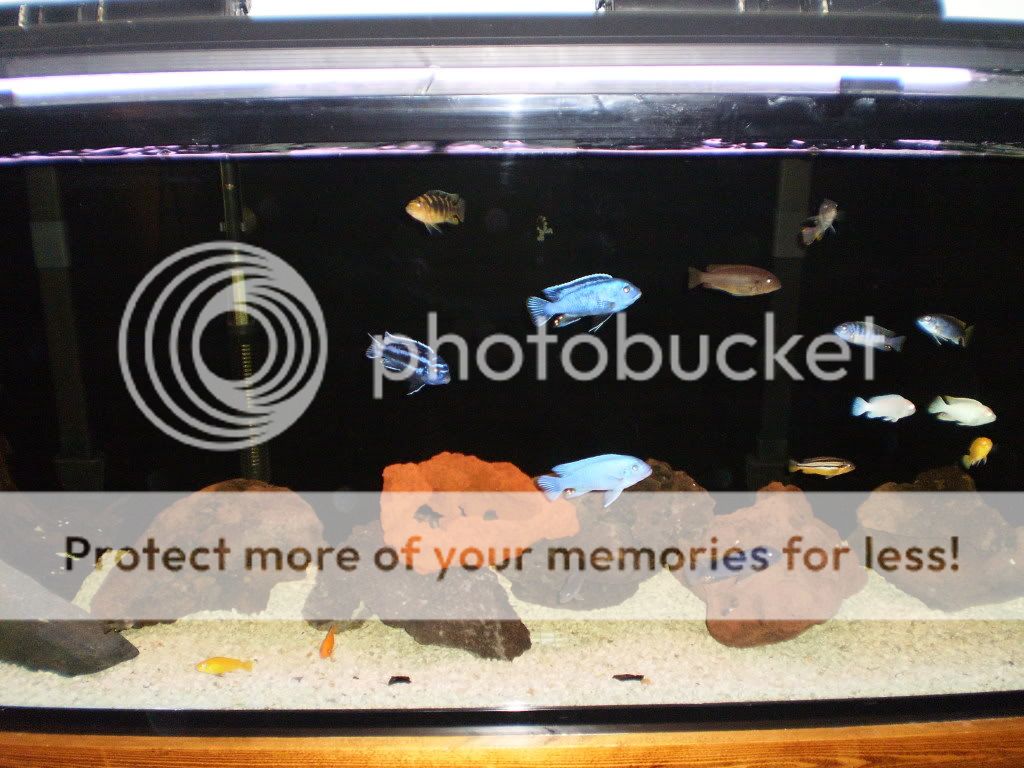 Fish047.jpg