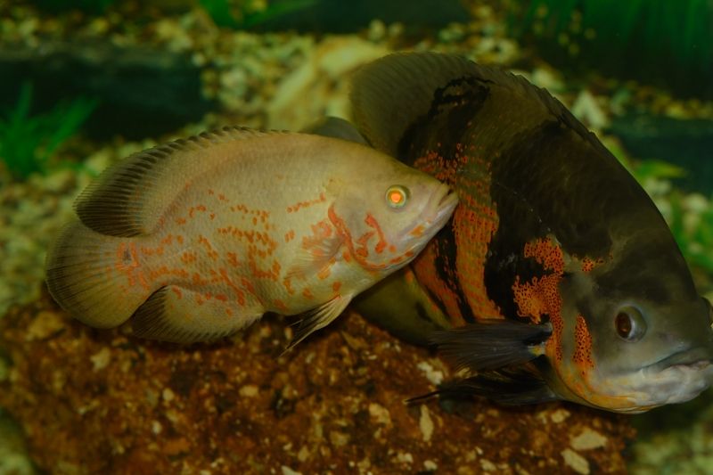 DSC_3523.jpg