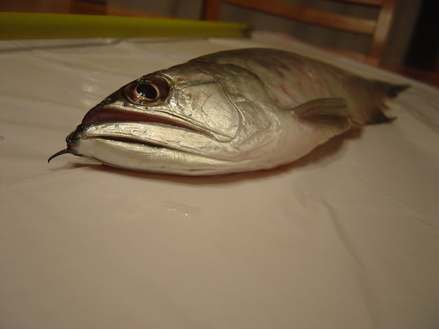 DSC04123.jpg