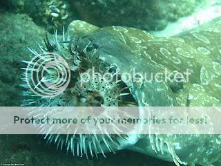 wobbegongvspufferfish.jpg