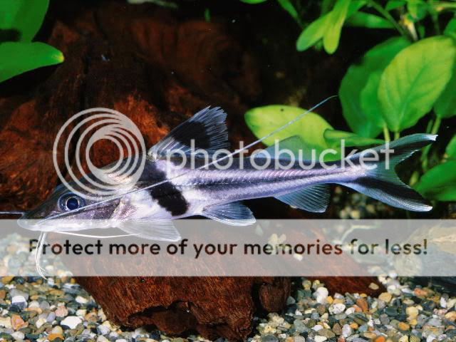 pimornatus.jpg