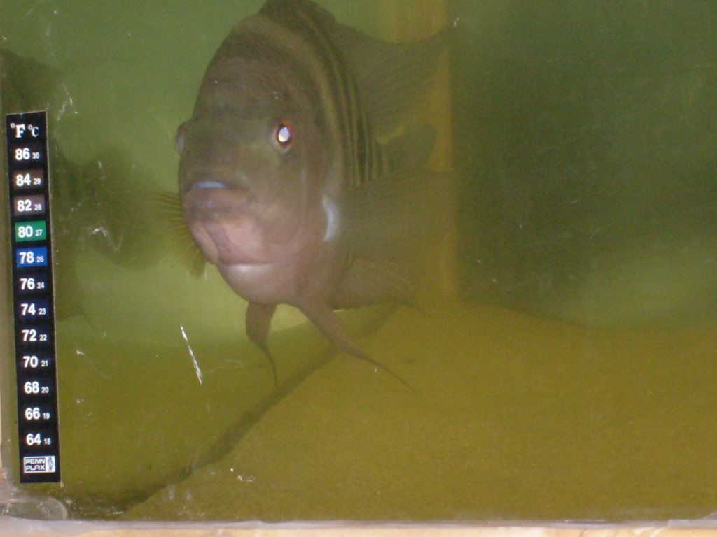 S6300126.jpg