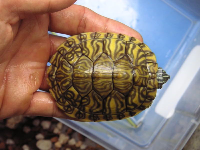 Turtle011.jpg