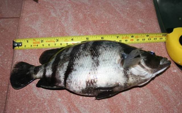 PreggyAT-1-1.jpg
