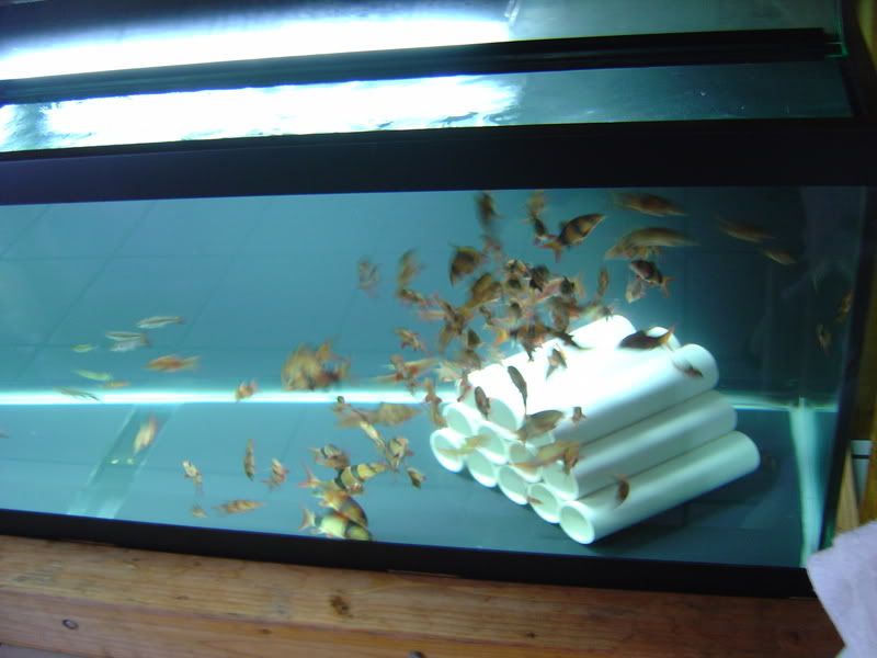 7-26-08016.jpg