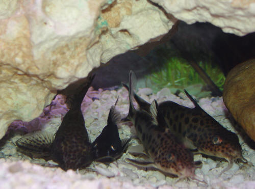 lrg-520-fish0058.jpg