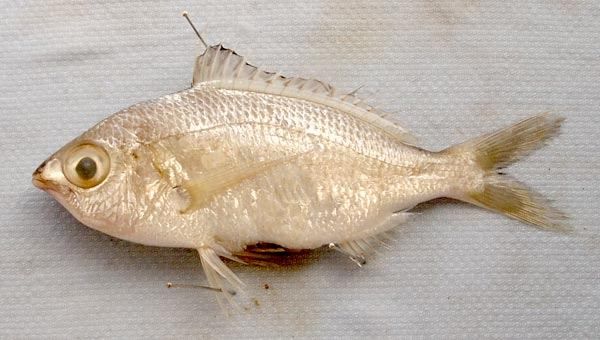 Idthisfish.jpg