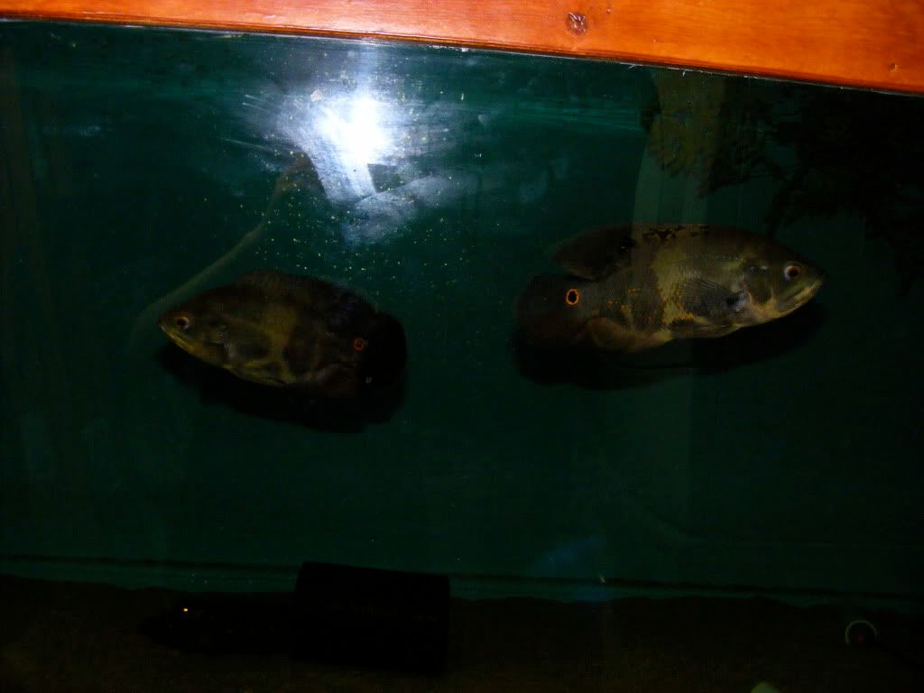 DSCF2674.jpg