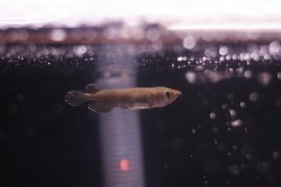 Arowana.jpg