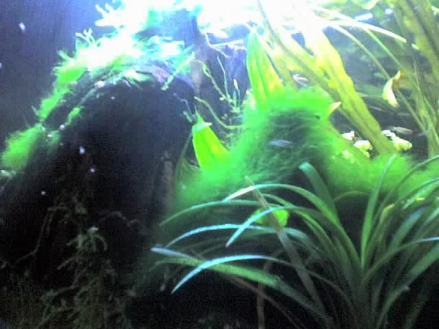 close-up.jpg