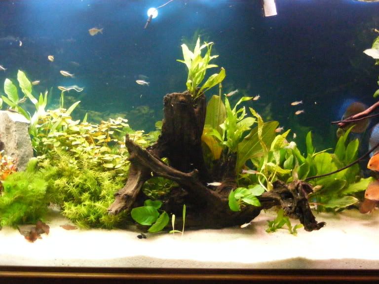 2009_0306tank0008.jpg