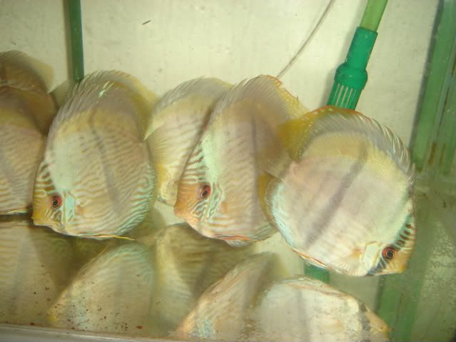 DiscuspaulSouthDiscus027.jpg