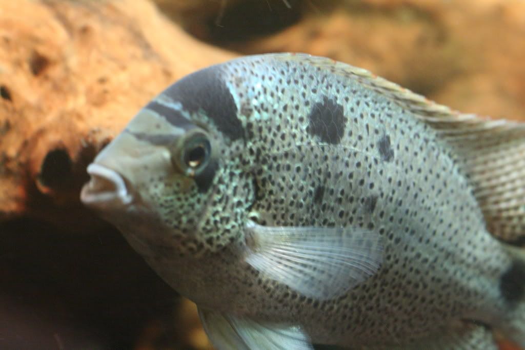 riomongo010.jpg