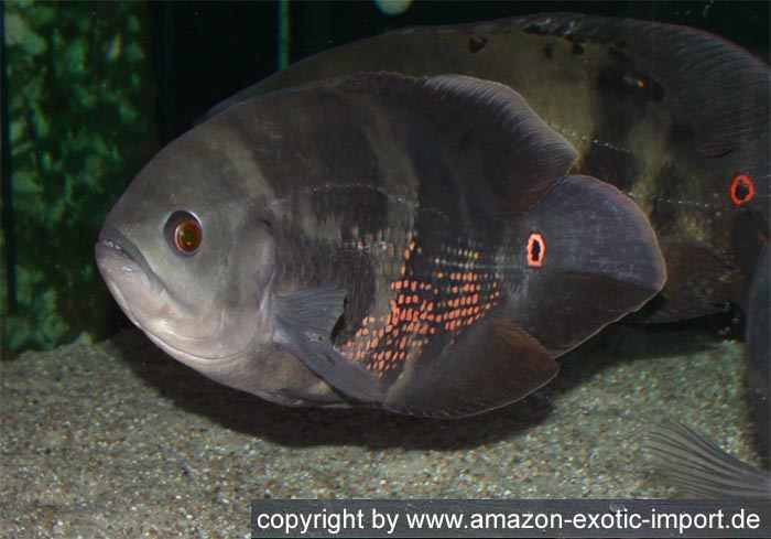 Astronotus%20spec.%20Venezuela.jpg
