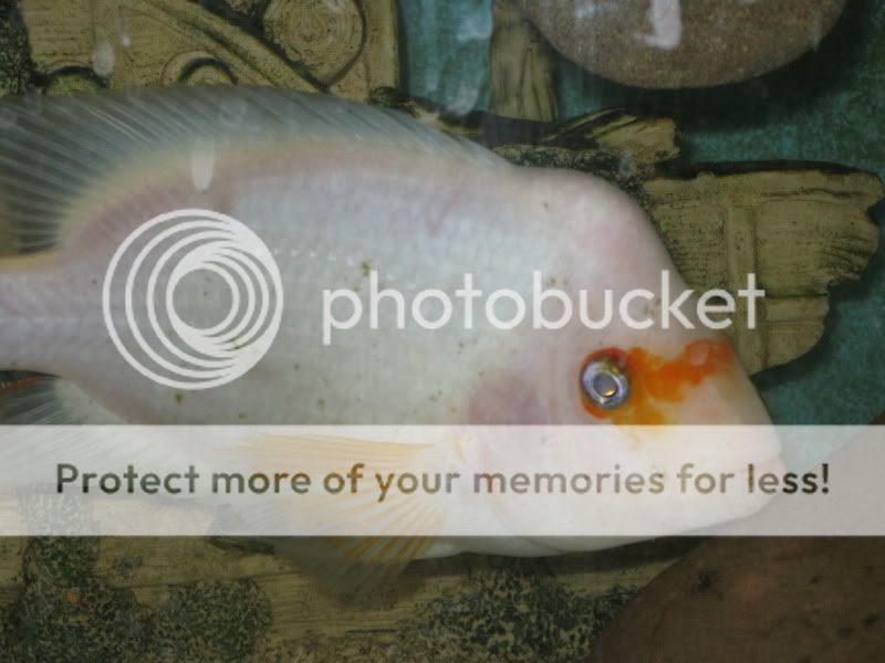 red dragon flowerhorn faders 44870 OH