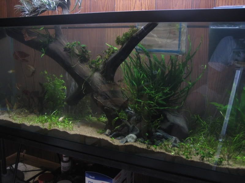 tankrescape2.jpg