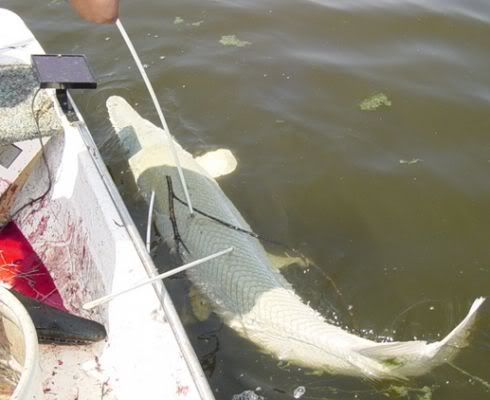 normal_gar_fishing_010.jpg