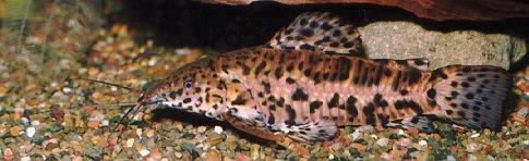 hoplocatfish.jpg