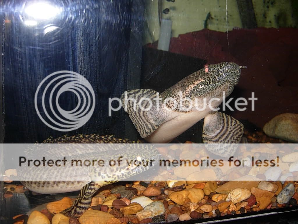 bichirs034.jpg