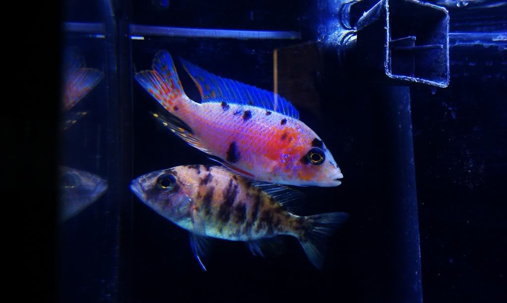 IMAG0319.jpg