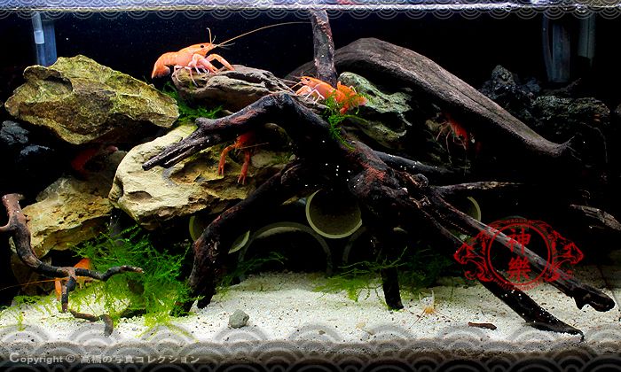 10_May_2016_Crayfish_Tank_zpsjov2h3hv.jpg