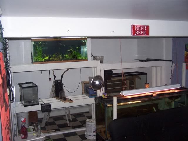 fishwall016.jpg