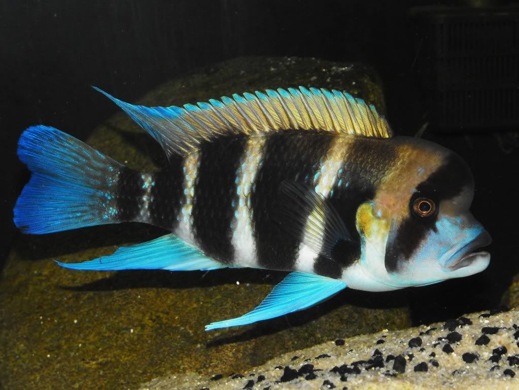 frontosaJune2009014.jpg