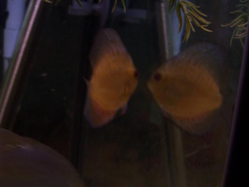 discus4.jpg