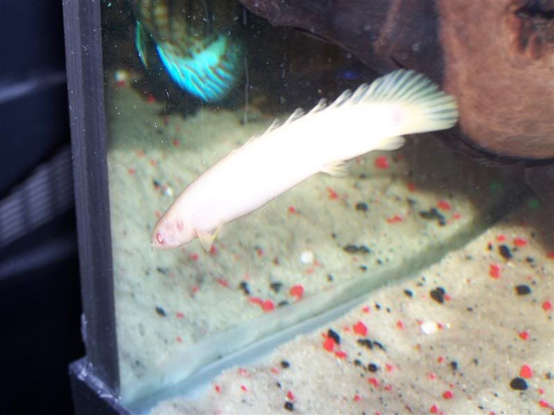 polypterus16.jpg