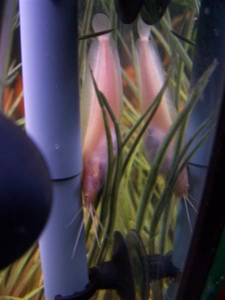 100_5033Medium.jpg
