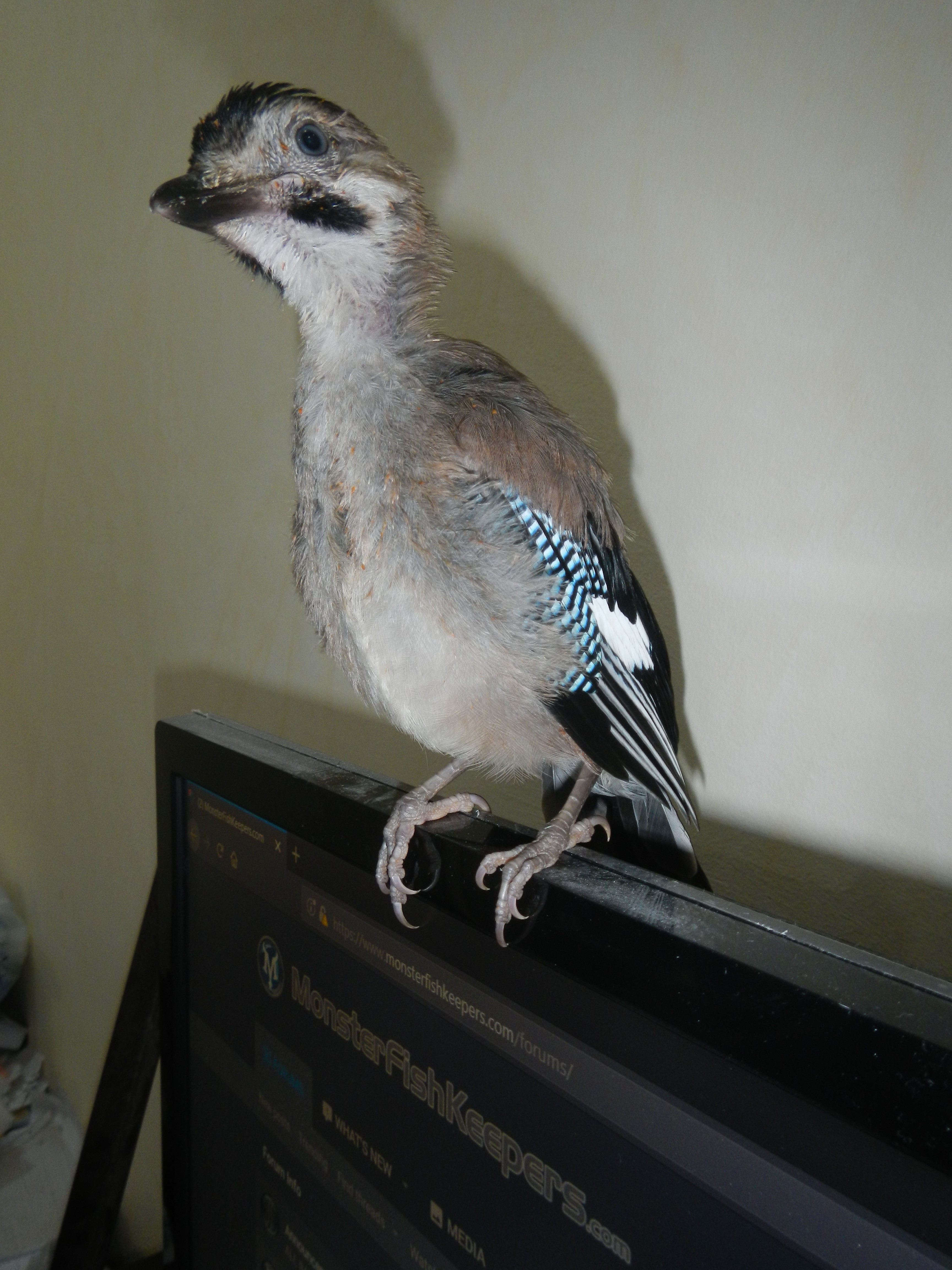DSCN3027.jpg