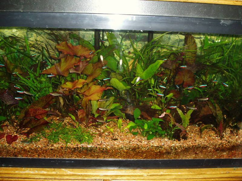 Planted2.jpg
