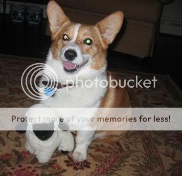 CorgiSheep.jpg