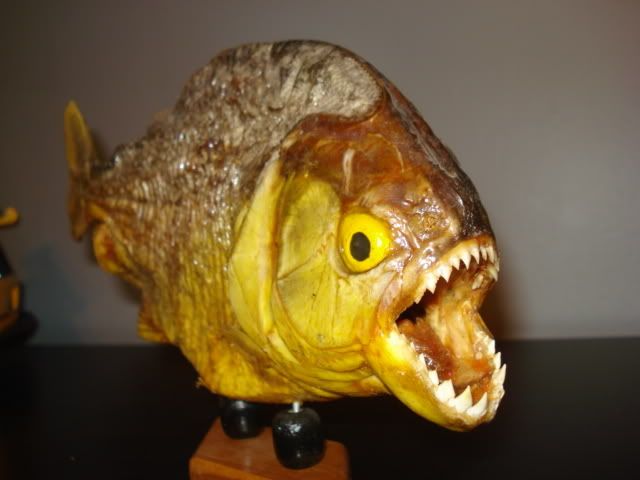 piranha007.jpg