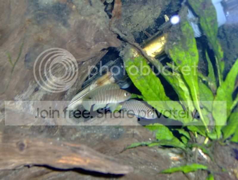 shell006.jpg