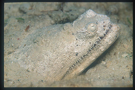 Snake_Eel_Crocodile_03_Brachysomophis_crocodilinus.jpg