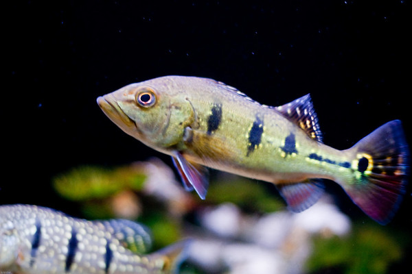 748943127_vKFT2-M.jpg