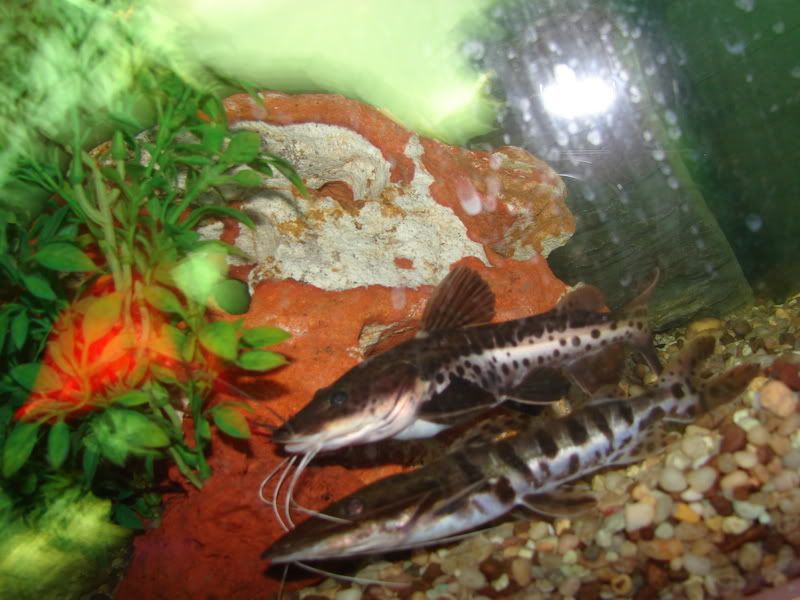 fish022.jpg