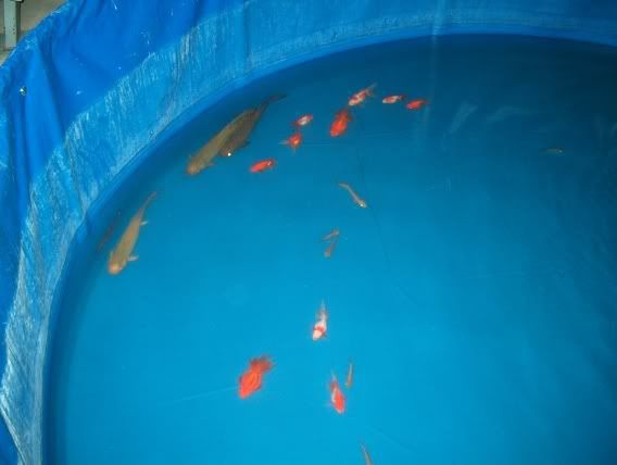 fish030.jpg