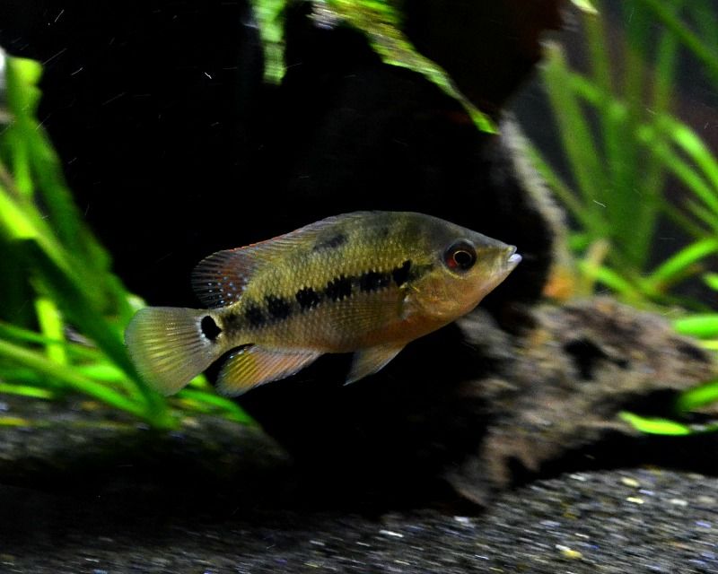 DSC_3416_zpsxabwzt1n.jpg