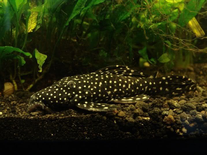 VampirePleco1.jpg