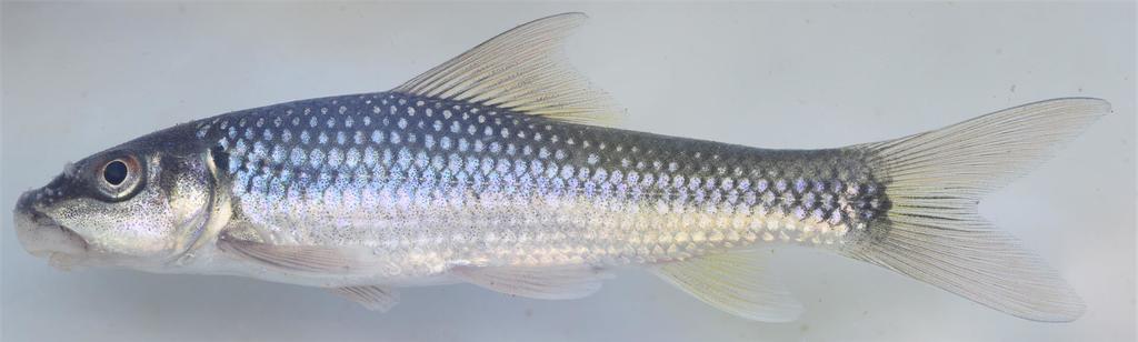 www.inaturalist.org