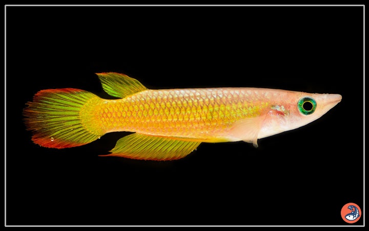 www.aquariumnexus.com